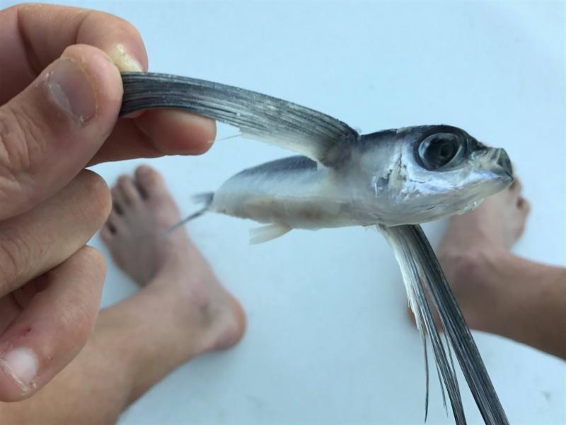2016 rtr phaedo flyingfish