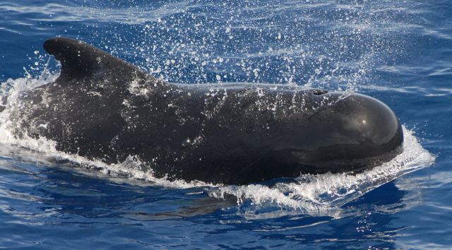 Pilot Whale - photo NOAA Photo Library